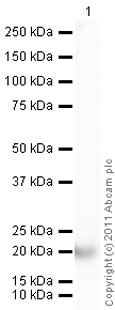 Anti-Cyclophilin A antibody (ab42408) at 1/1000 dilution + Human Cyclophilin A full length protein (ab96022) at 0.1 µgSecondaryGoat Anti-Rabbit IgG H&L (HRP) preadsorbed (ab97080) at 1/5000 dilutiondeveloped using the ECL techniquePerformed under reducing conditions.Exposure time : 1 minute