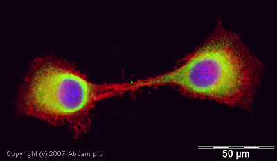 ICC/IF image of ab42408 stained human HeLa cells. The cells were PFA fixed (10 min), permabilised in TBS-T (20 min) and incubated with the antibody (ab42408, 5µg/ml) for 1h at room temperature. 1%BSA / 10% normal goat serum / 0.3M glycine was used to quench autofluorescence and block non-specific protein-protein interactions. The secondary antibody (green) was Alexa Fluor® 488 goat anti-rabbit IgG (H+L) used at a 1/1000 dilution for 1h. Alexa Fluor® 594 WGA was used to label plasma membranes (red). DAPI was used to stain the cell nuclei (blue).