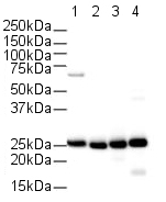 All lanes : Anti-Cyclophilin B antibody (ab16045) at 1 µg/mlLane 1 : Rat LiverLane 2 : Mouse 3T3Lane 3 : DogLane 4 : ChickenLysates/proteins at 20 µg per lane.SecondaryGoat Anti-Rabbit IgG H&L (HRP) (ab6721) at 1/5000 dilutionPerformed under reducing conditions.