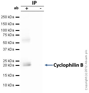 Cyclophilin B was immunoprecipitated using 0.5mg Hela whole cell extract, 5µg of Rabbit polyclonal to Cyclophilin B and 50µl of protein G magnetic beads (+). No antibody was added to the control (-). The antibody was incubated under agitation with Protein G beads for 10min, Hela whole cell extract lysate diluted in RIPA buffer was added to each sample and incubated for a further 10min under agitation.Proteins were eluted by addition of 40µl SDS loading buffer and incubated for 10min at 70oC; 10µl of each sample was separated on a SDS PAGE gel, transferred to a nitrocellulose membrane, blocked with 5% BSA and probed with ab16045.Secondary: Clean blot (HRP conjugate) at 1/1000 dilution.Band: 21kDa: Cyclophilin B.