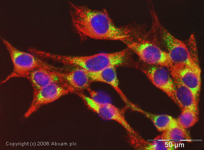 ICC/IF image of ab16045 stained NIH/3T3 cells. The cells were methanol fixed (5 min) and incubated with the antibody (ab16045, 1µg/ml) for 1h at room temperature. The secondary antibody (green) was Alexa Fluor® 488 goat anti-rabbit IgG (H+L) used at a 1/1000 dilution for 1h. Image-iTTM FX Signal Enhancer was used as the primary blocking agent, 5% BSA (in TBS-T) was used for all other blocking steps. DAPI was used to stain the cell nuclei (blue). Alexa Fluor® 594 WGA was used to label plasma membranes (red).