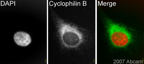 ab16045 (1/1000) staining Cyclophilin B in assynchronous HeLa cells (green). Cells were fixed with Paraformaldehyde and counter-stained with DAPI in order to highlight the nucleus (red). Please refer to abreview for further experimental details.See Abreview