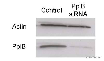 All lanes : Anti-Cyclophilin B antibody (ab16045) at 1/1000 dilutionLane 1 : Whole cell lysate prepared from rat pancreatic AR42J cells, which were treated with 10nM dexamethasone for 48 hours.Lane 2 : Whole cell lysate for negative control, prepared from rat pancreatic AR42J cells (specific knock down of cyclophilin B/PpiB by siRNA), which were treated with 10nM dexamethasone for 48 hours.SecondaryGoat-anti-Rabbit HRP-conjugated polyclonal at 1/2000 dilutiondeveloped using the ECL technique