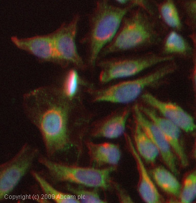 ICC/IF image of ab65128 stained HeLa cells. The cells were 4% PFA fixed (10 min) and then incubated in 1%BSA / 10% normal goat serum / 0.3M glycine in 0.1% PBS-Tween for 1h to permeabilise the cells and block non-specific protein-protein interactions. The cells were then incubated with the antibody (ab65128, 1µg/ml) overnight at +4°C. The secondary antibody (green) was Alexa Fluor® 488 goat anti-rabbit IgG (H+L) used at a 1/1000 dilution for 1h. Alexa Fluor® 594 WGA was used to label plasma membranes (red) at a 1/200 dilution for 1h. DAPI was used to stain the cell nuclei (blue) at a concentration of 1.43µM.