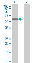 All lanes : Anti-CYP4B1 antibody (ab68088) at 1/500 dilutionLane 1 : CYP4B1 transfected 293T cell lysateLane 2 : non transfected 293T cell lysateLysates/proteins at 25 µg per lane.SecondaryGoat Anti-Mouse IgG (H&L)-HRP Conjugate at 1/2500 dilution