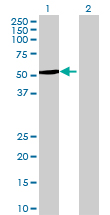 All lanes : Anti-CYP4Z1 antibody (ab73036) at 1/500 dilutionLane 1 : CYP4Z1 transfected 293T cell lysateLane 2 : Non transfected 293T cell lysateLysates/proteins at 25 µg per lane.SecondaryGoat Anti-Mouse IgG (H&L)-HRP Conjugate at 1/2500 dilution