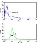 Flow cytometry analysis of HL60 cells labelling CYP51A1 with ab135723 at 1/10 dilution (bottom histogram) compared to a negative control cell (top histogram). FITC-conjugated goat-anti-rabbit secondary antibodies were used for the analysis.