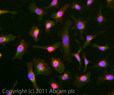 ICC/IF image of ab66048 stained HeLa cells. The cells were 4% PFA fixed (10 min) and then incubated in 1%BSA / 10% normal goat serum / 0.3M glycine in 0.1% PBS-Tween for 1h to permeabilise the cells and block non-specific protein-protein interactions. The cells were then incubated with the antibody (ab66048, 10µg/ml) overnight at +4°C. The secondary antibody (green) was ab96899 Dylight 488 goat anti-rabbit IgG (H+L) used at a 1/250 dilution for 1h. Alexa Fluor® 594 WGA was used to label plasma membranes (red) at a 1/200 dilution for 1h. DAPI was used to stain the cell nuclei (blue) at a concentration of 1.43µM.