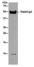 Western blot analysis of Cytochrome b-c1 complex subunit 9 in HepG2 cell lysate immunoprecipitated with ab181154 at 1/50 dilution. Secondary antibody: Goat Anti-Rabbit IgG, (H+L), Peroxidase conjugate at 1/1000 dilution.