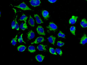 Immunofluorescent analysis of HeLa cells labelling Cytochrome b-c1 complex subunit 9 with ab134909 at 1/250 dilution.