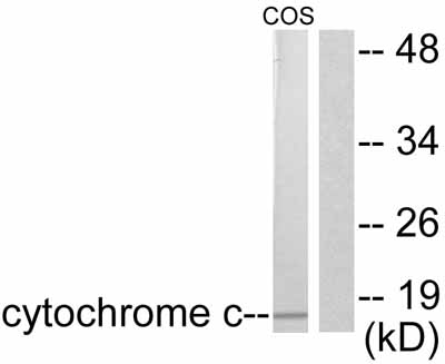 All lanes : Anti-Cytochrome C antibody (ab53056) at 1/500 dilutionLane 1 : extracts from Cos7 cells, no immunising peptideLane 2 : extracts from Cos7 cells, immunising peptide present