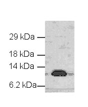 Anti-Cytochrome C antibody (ab18817) + rat kidney tissue lysate