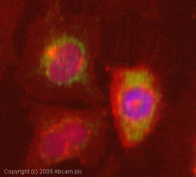ICC/IF image of ab50050 stained HeLa cells. The cells were 4% formaldehyde fixed (10 min) and then incubated in 1%BSA / 10% normal goat serum / 0.3M glycine in 0.1% PBS-Tween for 1h to permeabilise the cells and block non-specific protein-protein interactions. The cells were then incubated with the antibody (ab50050, 1µg/ml) overnight at +4°C. The secondary antibody (green) was Alexa Fluor® 488 goat anti-mouse IgG (H+L) used at a 1/1000 dilution for 1h. Alexa Fluor® 594 WGA was used to label plasma membranes (red) at a 1/200 dilution for 1h. DAPI was used to stain the cell nuclei (blue) at a concentration of 1.43µM.