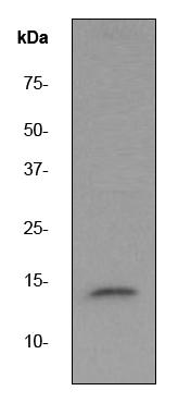 Anti-Cytochrome C antibody [EP1326-80-5-4] (ab76237) at 1/500 dilution + HeLa cell lysate at 10 µgSecondarygoat anti-rabbit HRP at 1/1000 dilutionObserved band size : 14 kDa (why is the actual band size different from the predicted?)