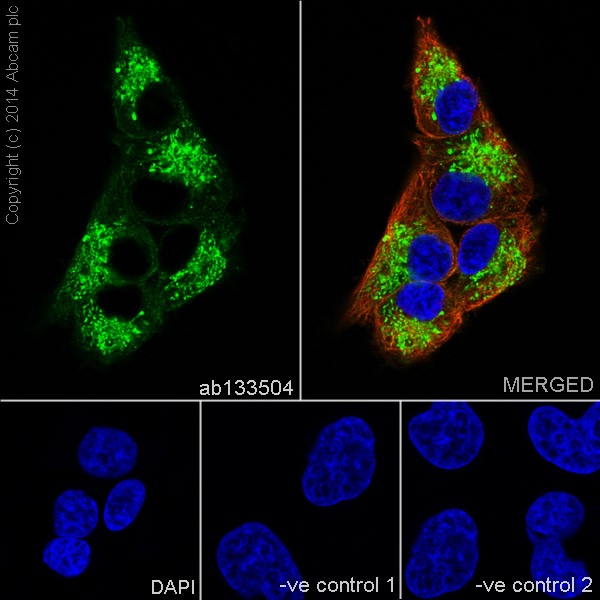 Immunofluorescence staining of SH-SY5Y cells with purified ab133504 at a working dilution of 1 in 100, counter-stained with DAPI. The secondary antibody was Alexa Fluor® 488 goat anti rabbit (ab150077), used at a dilution of 1 in 500. ab7291 was used to stain tubulin, and this is shown in the top right hand panel. The cells were fixed in 4% PFA and permeabilized using 0.1% Triton X 100. The negative control is shown in bottom middle and right hand panels - for the negative controls, purified ab133504 was used at a dilution of 1/200 followed by an Alexa Fluor® 594 goat anti-mouse antibody at a dilution of 1/500.