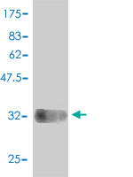 Western blot against tagged recombinant protein immunogen using ab54577 Cytochrome C Oxidase subunit VIc antibody at 1ug/ml.