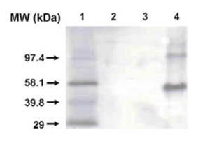All lanes : Anti-Cytochrome P450 1A2 antibody [3B8C1] (ab56073)Lane 2 : recombinant CYP1B1 at 0.5pmol/laneLane 3 : recombinant CYP1A1 at 0.5pmol/laneLane 4 : recombinant CYP1A2 at 0.5pmol/lane