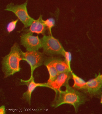 ICC/IF image of ab22717 stained MCF7 cells. The cells were 100% methanol fixed (5 min) and then incubated in 1%BSA / 10% normal goat serum / 0.3M glycine in 0.1% PBS-Tween for 1h to permeabilise the cells and block non-specific protein-protein interactions. The cells were then incubated with the antibody (ab22717, 1µg/ml) overnight at +4°C. The secondary antibody (green) was Alexa Fluor® 488 goat anti-mouse IgG (H+L) used at a 1/1000 dilution for 1h. Alexa Fluor® 594 WGA was used to label plasma membranes (red) at a 1/200 dilution for 1h. DAPI was used to stain the cell nuclei (blue) at a concentration of 1.43µM.