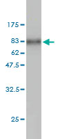 Western blot against tagged recombinant protein immunogen using ab56511 Cytohesin 1 antibody at 1ug/ml.