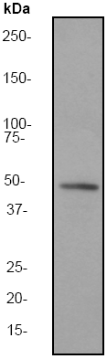 Anti-Cytokeratin 15 antibody (ab51055) at 1/20000 dilution + A431 cell lysate at 10 µgSecondaryGoat anti-Rabbit HRP labeled. at 1/2000 dilution