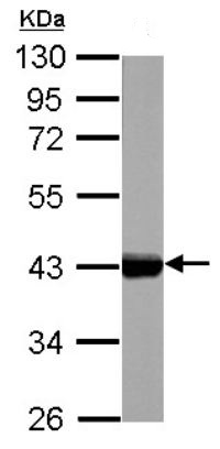 Anti-Cytokeratin 17 antibody (ab137846) at 1/10000 dilution + rat bladder whole cell lysate at 50 µg
