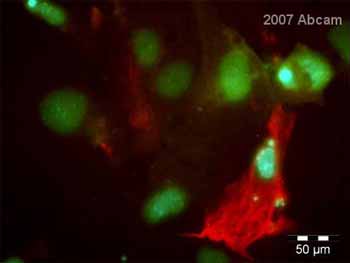 ab27553 at 1/100 staining mouse ES cell derived hepatocyte-like cells by ICC/IF. The cells were formaldehyde fixed and permeabilized with Triton X100 before being blocked with BSA and then incubated with the antibody for 18 hoursat 4°C.See Abreview