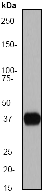 Anti-Cytokeratin 19 antibody (ab52907) at 1/20000 dilution + T47D cell lysate at 10 µgSecondaryGoat anti-Rabbit HRP labeled. at 1/2000 dilution