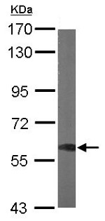 Anti-Cytoplasmic dynein 1 light intermediate chain 1 antibody (ab154251) at 1/1000 dilution + mouse brain whole cell lysate at 50 µg