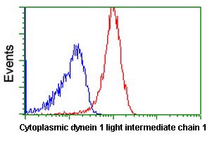 ab123901, at a 1/100 dilution, staining Cytoplasmic dynein 1 light intermediate chain 1 in Jurkat cells (Red) by Flow Cytometry, compared to a nonspecific negative control antibody (Blue).