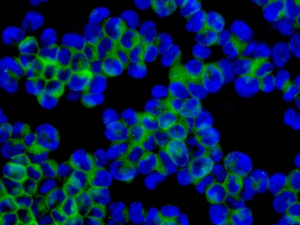 Immunofluorescent analysis of K562 cells labeling Cytoplasmic dynein 1 light intermediate chain 1 with ab157468 at 1/100 dilution.