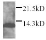 Anti-DAP12 antibody (ab25097) at 1/2000 dilution + transfected cell lysate