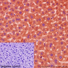Immunohistochemical analysis of formalin fixed paraffin embedded mouse liver labeling DAP13 with ab192607 at 1/600 (0.5μg/ml) dilution and prediluted HRP polymer to Rabbit/Mouse IgG as secondary.