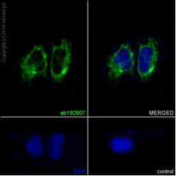 Immunofluorescent analysis of Hela cells permeabilised in 0.1% Triton X-100 and fixed in 4% paraformaldehyde labeling DAP13 with ab192607 at 1/50 (5.9 μg/ml) and Goat anti rabbit IgG(Alexa Fluor® 488) ab150077. Counterstained with DAPI.
