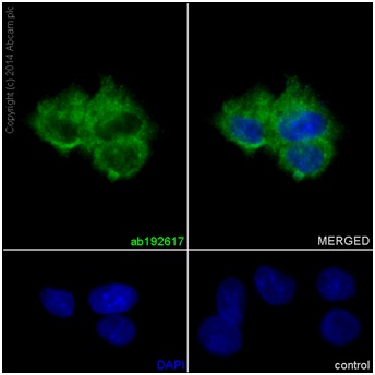 Immunofluorescent analysis of HeLa cells (100% Methanol-fixed, 0.1% triton X-100-permealized) labeling DAP13 with ab192617 at 1/100 dilution (20 μg/ml). A Goat anti rabbit IgG (Alexa Fluor488) at 1/400 dilution (ab150077) was used as secondary antibody. Cells were fixed with Counterstain: DAPI.