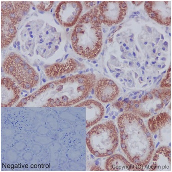 Immunohistochemical analysis of paraffin-embedded Rat muscle tissue labeling DAP13 with ab192617 at 1/1000 dilution (2μg/ml). A Ready to use HRP Polymer for Rabbit IgG (prediluted) was used as secondary. Counterstain: Hematoxylin.