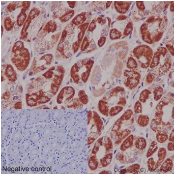Immunohistochemical analysis of paraffin-embedded Human stomach tissue labeling DAP13 with ab192617 at 1/1000 dilution (2μg/ml). A Ready to use HRP Polymer for Rabbit IgG (prediluted) was used as secondary. Counterstain: Hematoxylin.