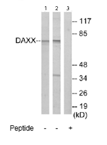 All lanes : Anti-Daxx antibody (ab69802) at 1/500 dilutionLane 1 : extracts from 293 cellsLane 2 : extracts from A549 cellsLane 3 : extracts from A549 cells plus immunizing peptideLysates/proteins at 5 µg per lane.