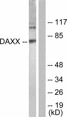 All lanes : Anti-Daxx antibody (ab55370) at 1/500 dilutionLane 1 : extracts from COS7 cells, treated with Serum (10% for 30 mins) with no immunizing peptideLane 2 : extracts from COS7 cells, treated with Serum (10% for 30 mins) with immunizing peptide