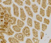 Immunohistochemistry of DC-SIGN in human small intestine tissue with DC-SIGN antibody at 10 µg/ml.