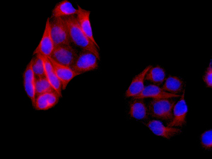 Immunofluorescent analysis of HeLa cells labeling DCDC2 with ab157186 at 1/250 dilution.