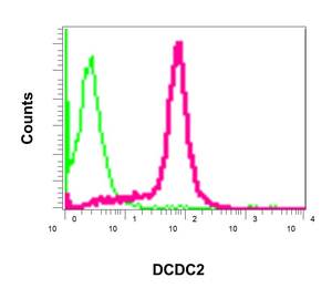 Flow cytometric analysis of permeabilized 293T cells labeling DCDC2 with ab157186 at 1/100 dilution (red) compared to a rabbit IgG negative control (green).