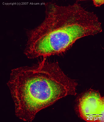 ICC/IF image of ab28658 stained human HeLa cells. The cells were PFA fixed (10 min), permabilised in TBS-T (20 min) and incubated with the antibody (ab28658, 1µg/ml) for 1h at room temperature. 1%BSA / 10% normal goat serum / 0.3M glycine was used to quench autofluorescence and block non-specific protein-protein interactions. The secondary antibody (green) was Alexa Fluor® 488 goat anti-rabbit IgG (H+L) used at a 1/1000 dilution for 1h. Alexa Fluor® 594 WGA was used to label plasma membranes (red). DAPI was used to stain the cell nuclei (blue).