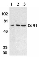 All lanes : Anti-DcR1 antibody (ab2087) at 1 µg/mlLane 1 : Hela cell lysateLane 2 : Mouse liver tissue lysateLane 3 : Rat liver tissue lysate