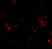 ab2087 at 10µg/ml staining DcR1 in  rat liver tissue by ICC/IF 