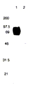 ab1674 recognizes a 66kDa band of expected size in Lane 1 containing TRAIL-3R-Fc protein and showed minimal or no crossreactivity to TRAIL-2R-Fc protein in Lane 2.
