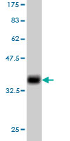 Western blot against tagged recombinant protein immunogen using ab57956 DcR3 antibody at 1ug/ml.