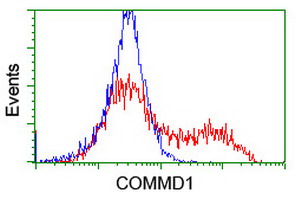ab128111, at 1/100 dilution, staining COMMD1/MURR1 in HEK293T cells transfected with a COMMD1/MURR1 overexpress plasmid (Red) or empty vector control plasmid (Blue) by Flow cytometry.