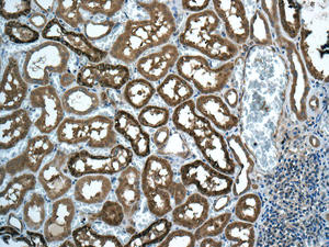 Immunohistochemical analysis of paraffin-embedded Human kidney tissue labeling DCTN5 with ab157197 at 1/100 dilution.
