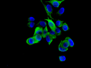 Immunofluorescent analysis of MCF7 cells labeling DCTN5 with ab157197 at 1/250 dilution.