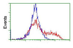 Flow cytometric analysis of HEK293T cells transfected with either pCMV6-ENTRY COMMD1/MURR1 overexpress plasmid (red) or an empty vector control (blue) labelling COMMD1/MURR1 with ab131597 at a 1/100 dilution.